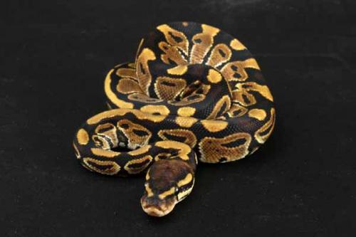 1209hgstripe09f1-9