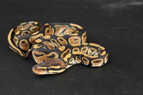 1209hgstripe12f4-9