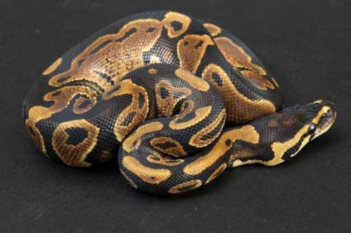 1209hpiebald03m1-7