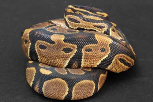 1209hpiebald04m2-7