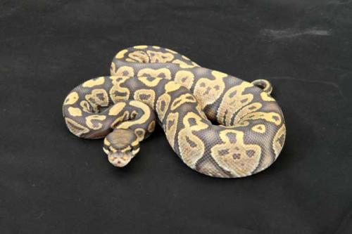 1209hypo07m1-6