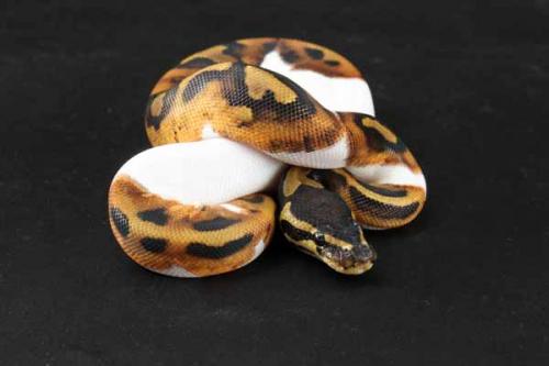 1209piebald02f7-7