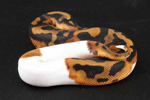 1209piebald02m4-7