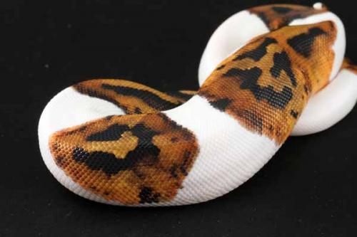 1209piebald03m5-7