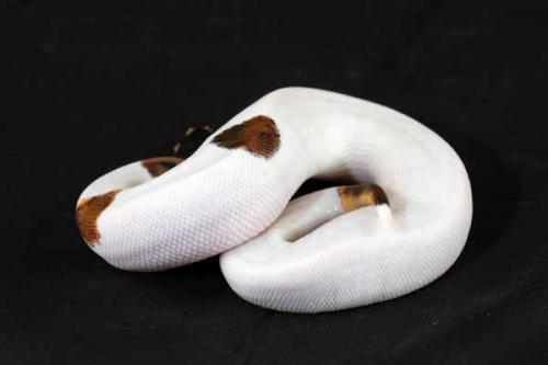 1306piebald01m2-4