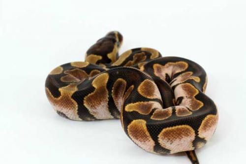 1307calico01f3-4