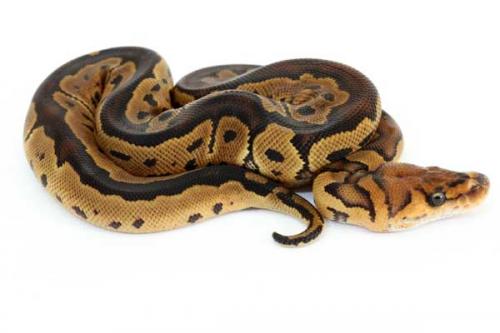 1307clown01f3-7