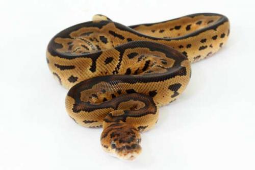 1307clown02m2-7