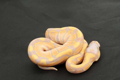 1308banhclnphtri02f4-5