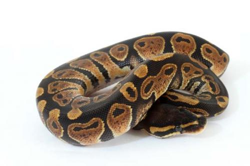 1308hlavalb01f2-5