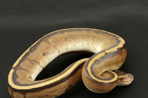 1309gstripe01f2-5