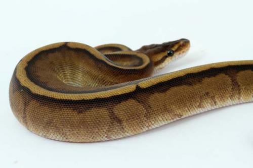 1309gstripe02f3-5