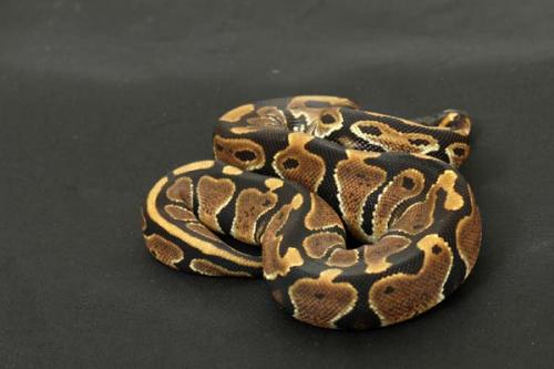 1309hpiebald01f1-7