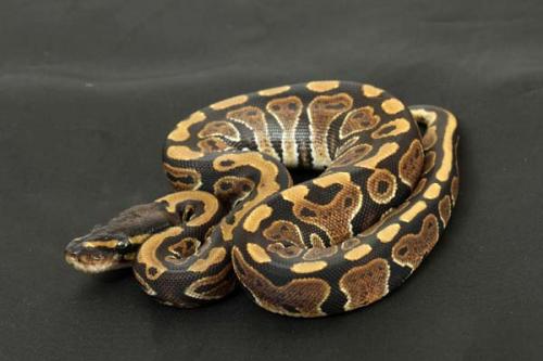 1309hpiebald02f2-7