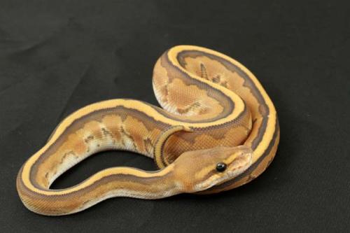 1309hypostripe01f7-7