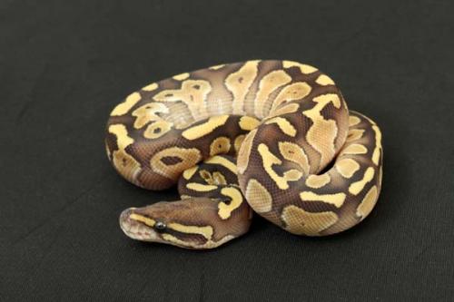 1309lesser01f1-6