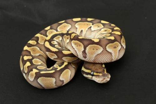 1309lesser03f3-6