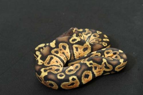 1309pastel04m1-7