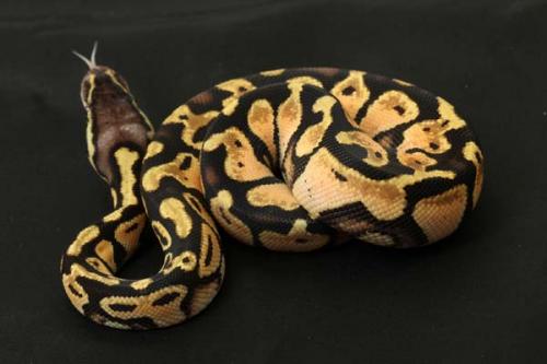 1309pastel07m2-7