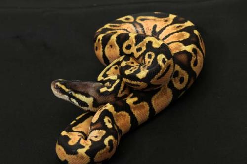 1309pastel08m3-7