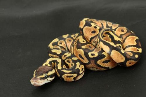 1309pastel09m1-7