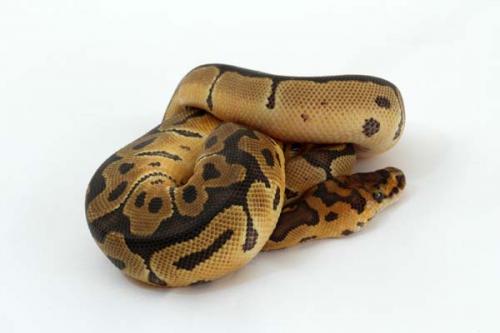 1310clown06m2-7