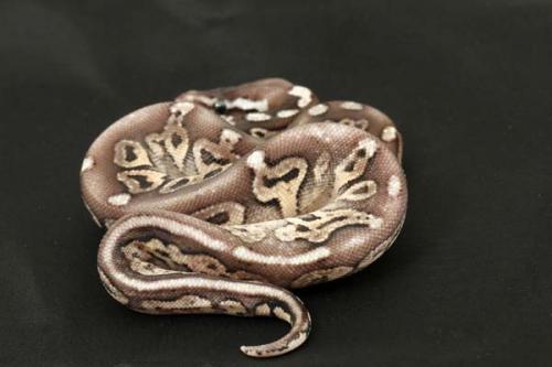 1310pewter01m3-4
