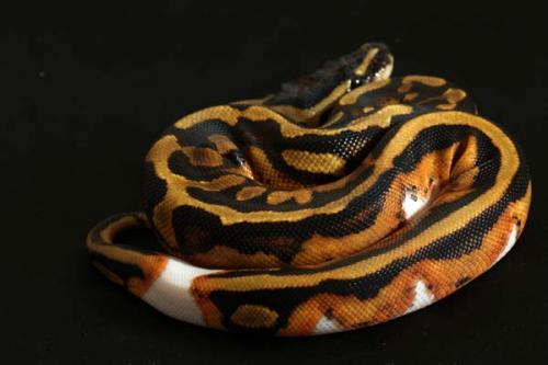 1310piebald02f3-4