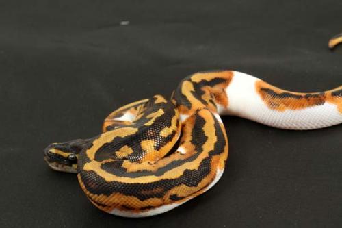1310piebald02m1-4
