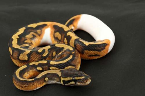 1310piebald03f2-5