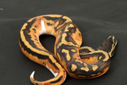 1310piebald03m1-5