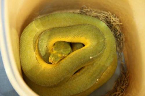 13gtp003