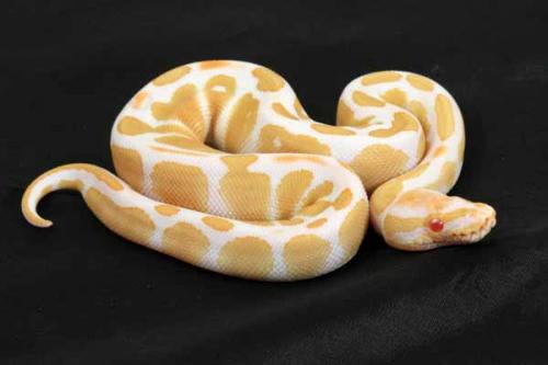 1407albino01m1-5