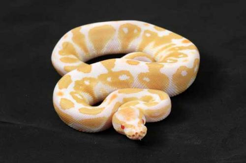 1407albino02m2-5