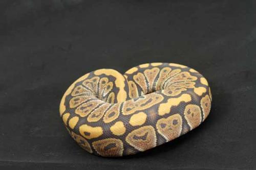 1407hypo01f2-7