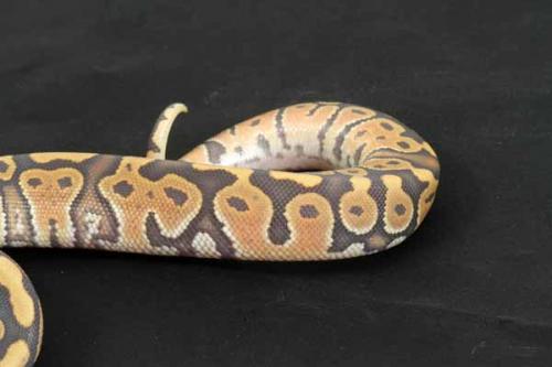 1407hypo01m3-6