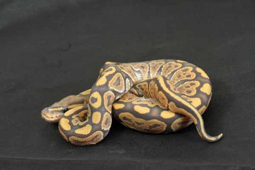 1407hypo02f3-7