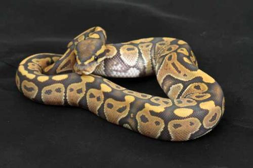 1407hypo03m5-6