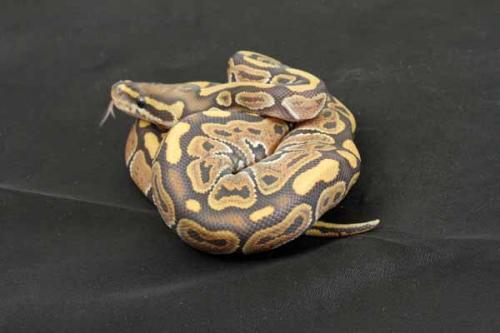 1407hypo04m1-7