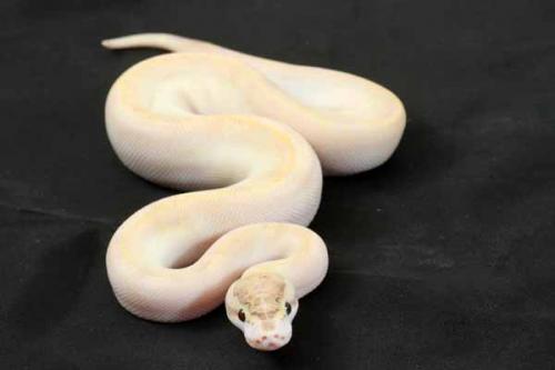 1407ivory01f5-5