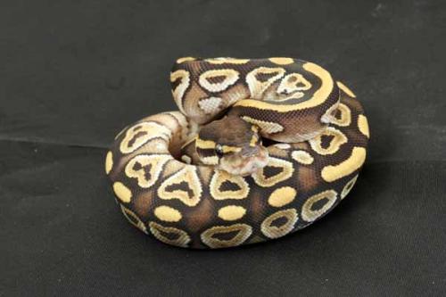 1407mojave01f5-10
