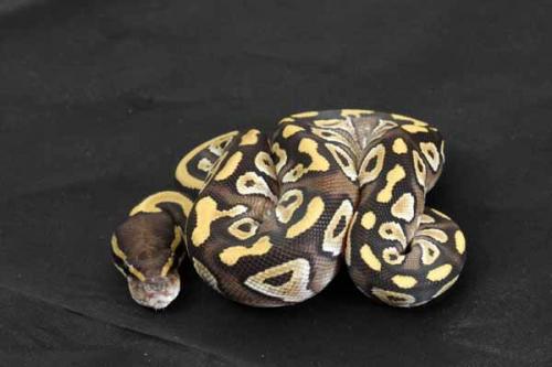 1407mojave04f8-9