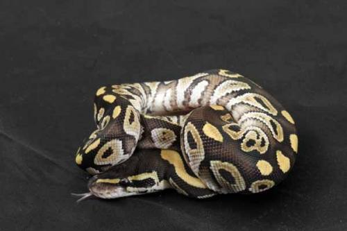 1407mojave05m1-9