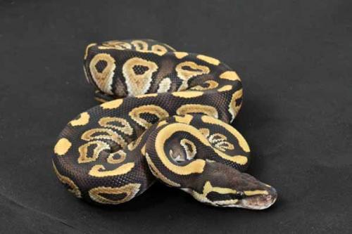 1407mojave06m2-9