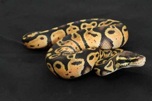 1407pastel01m1-4