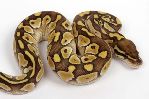 1509butter01f3-8
