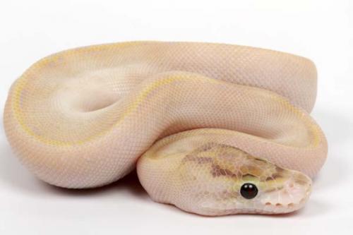1509ivory01f3-4