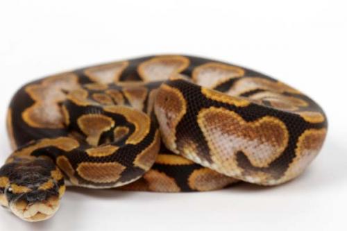 1509sughhypo01f5-6