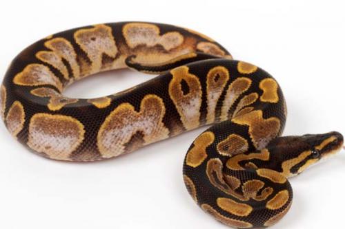1509sughhypo02f6-6
