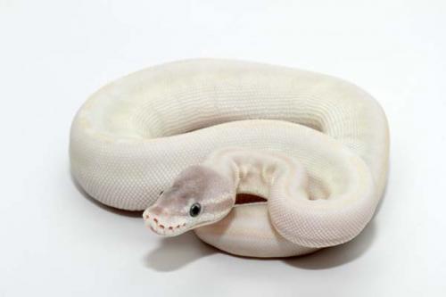 1509whitebp02f2-3